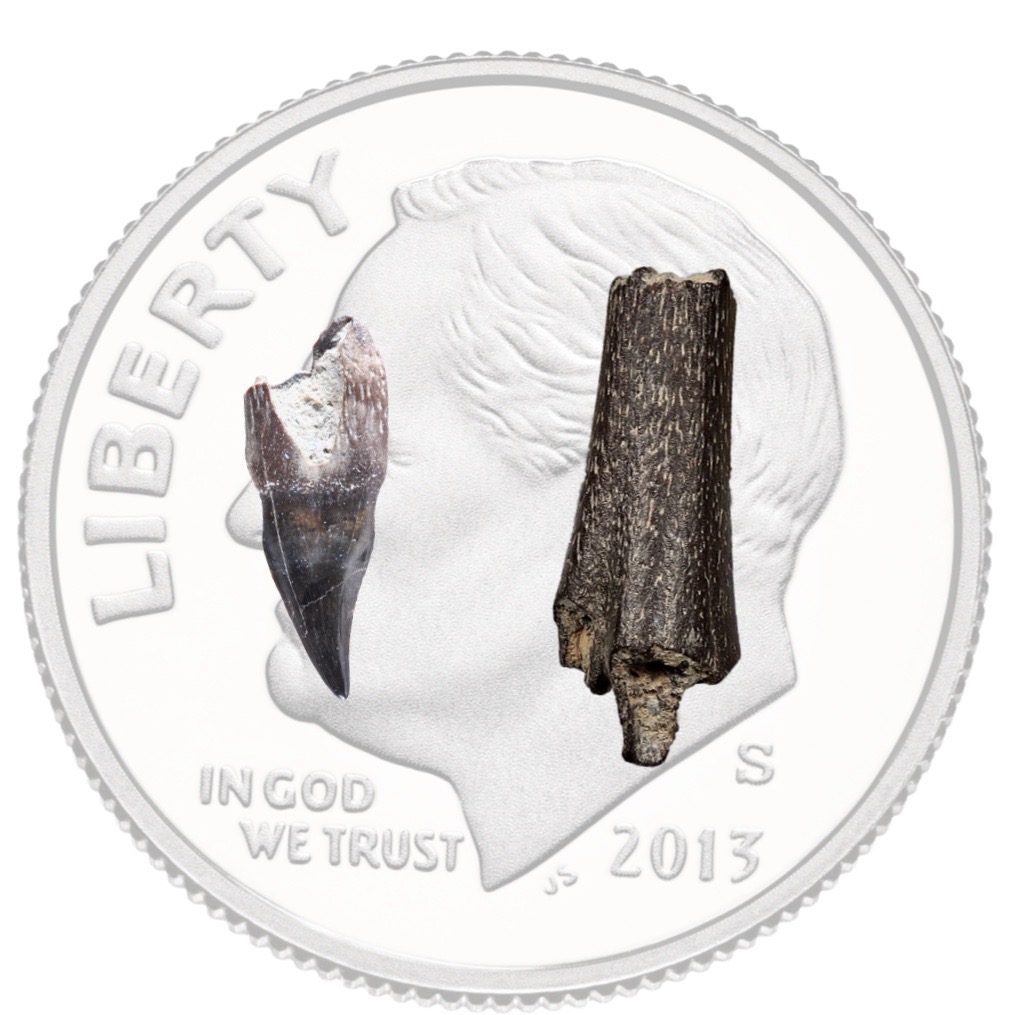 A bone chip and tooth, both dark gray, are superimposed on the image of a dime to provide scale.