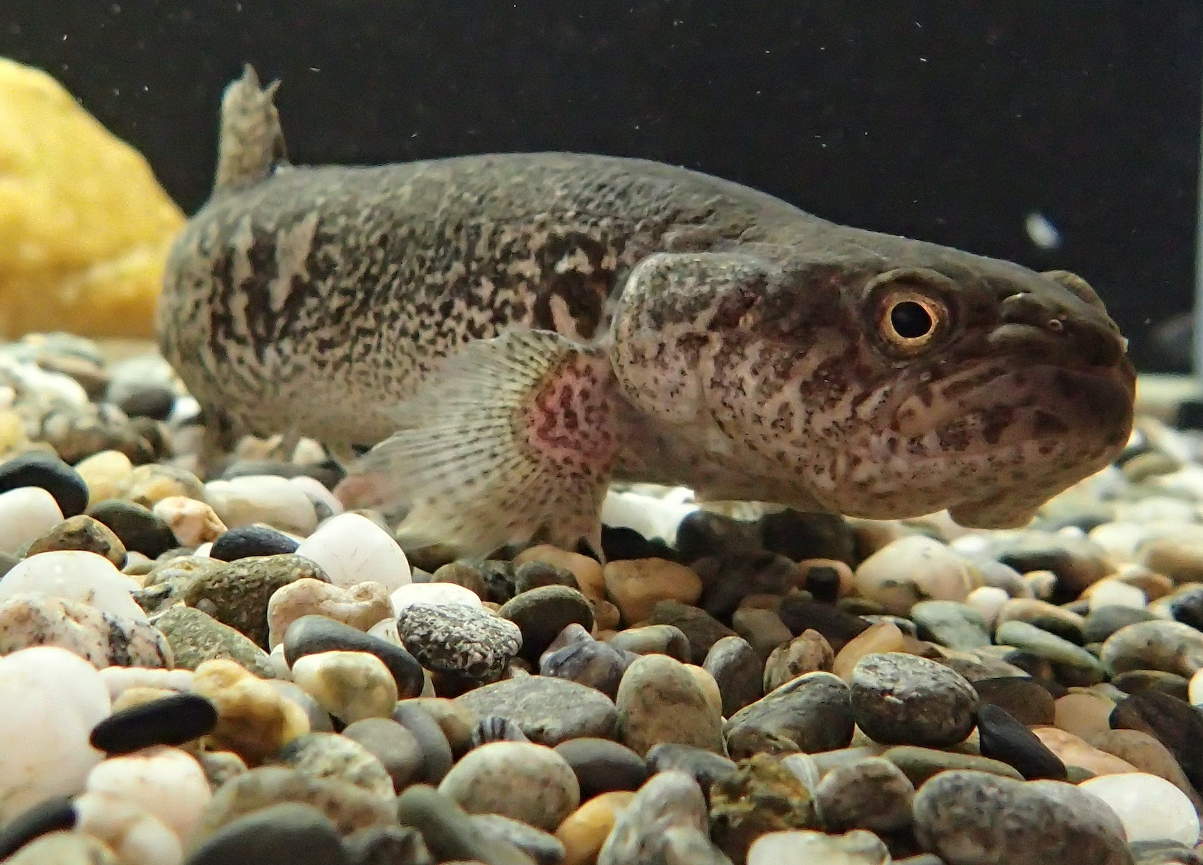 A mottled brown and white fish with large pectoral fins and a blunt nose swims over a bed of gravel.