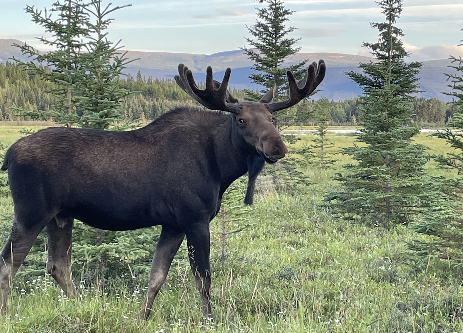 A bull moose with antlers in velvet stands in meadow studded with small spruce trees in the foreground. A forest and high hills rise in the background.