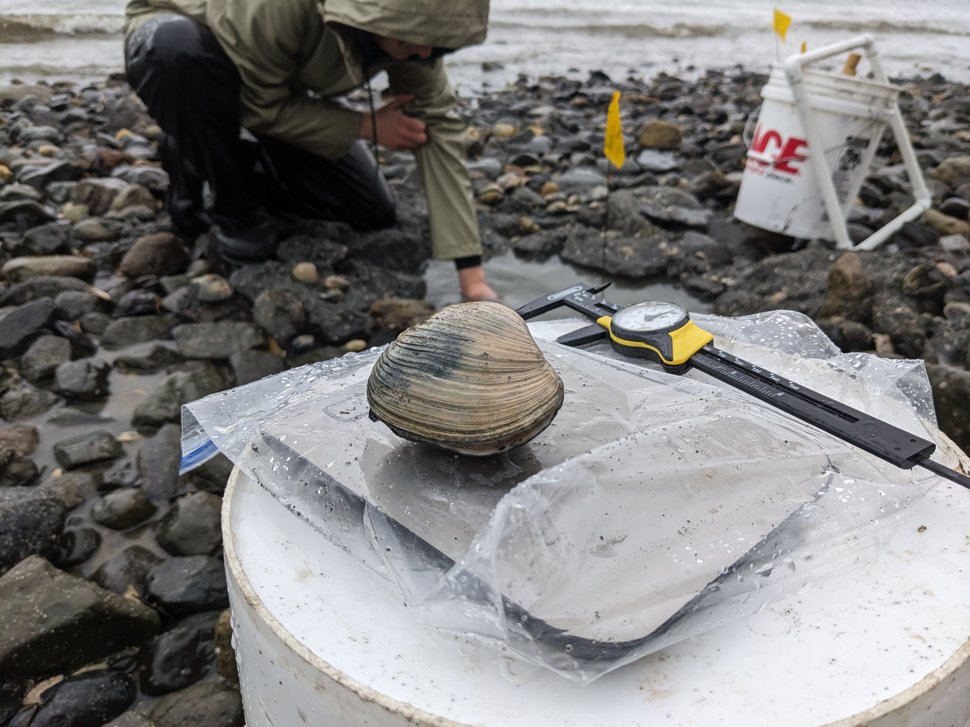 A man collects butter clams from a rocky coastline in Alaska.