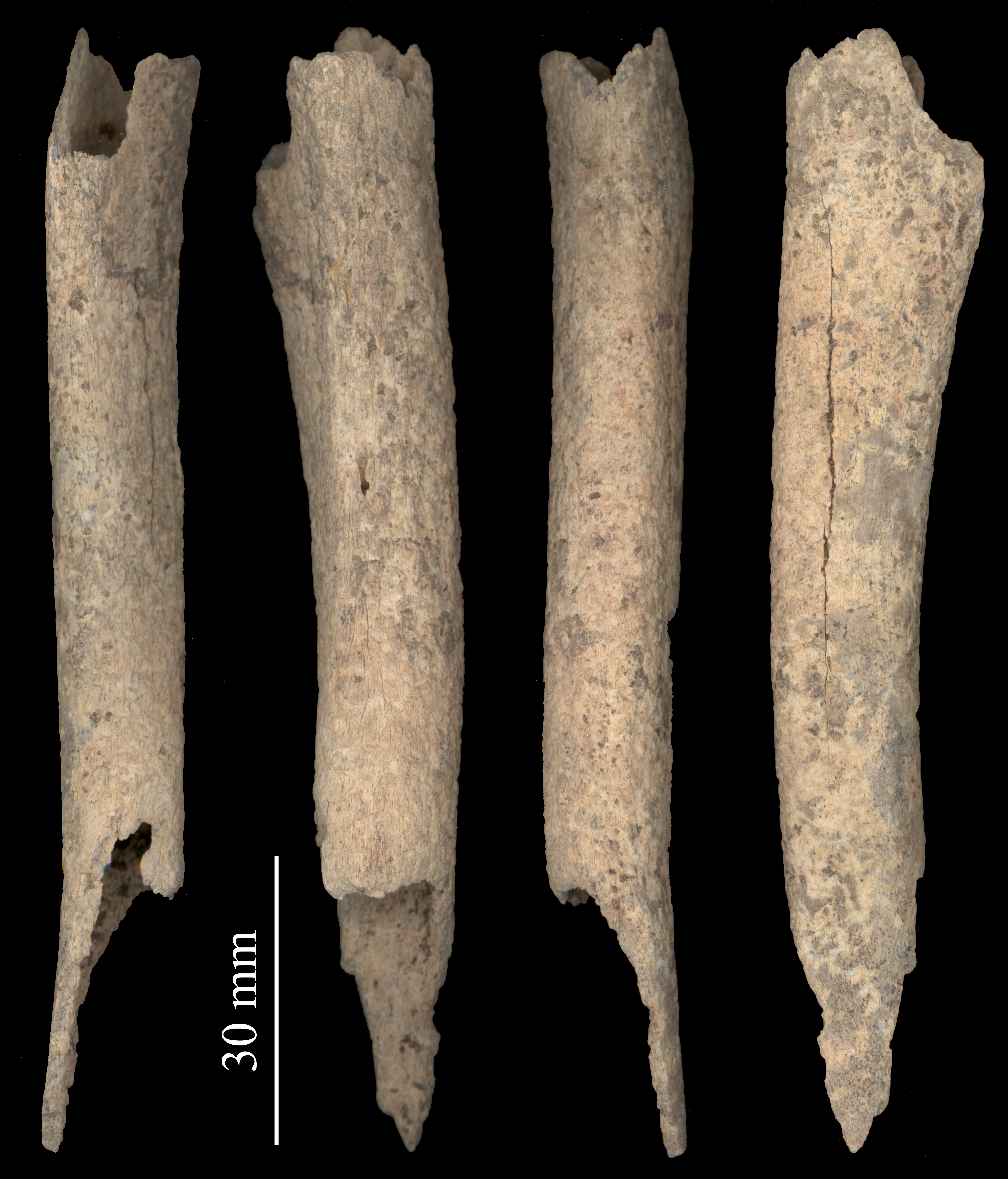 four bones with broken ends against a black background with a scale indicating they are about 120 millimeters long