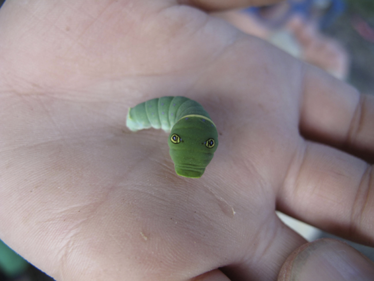 A green caterpillar raises its head from the palm of a person's hand.