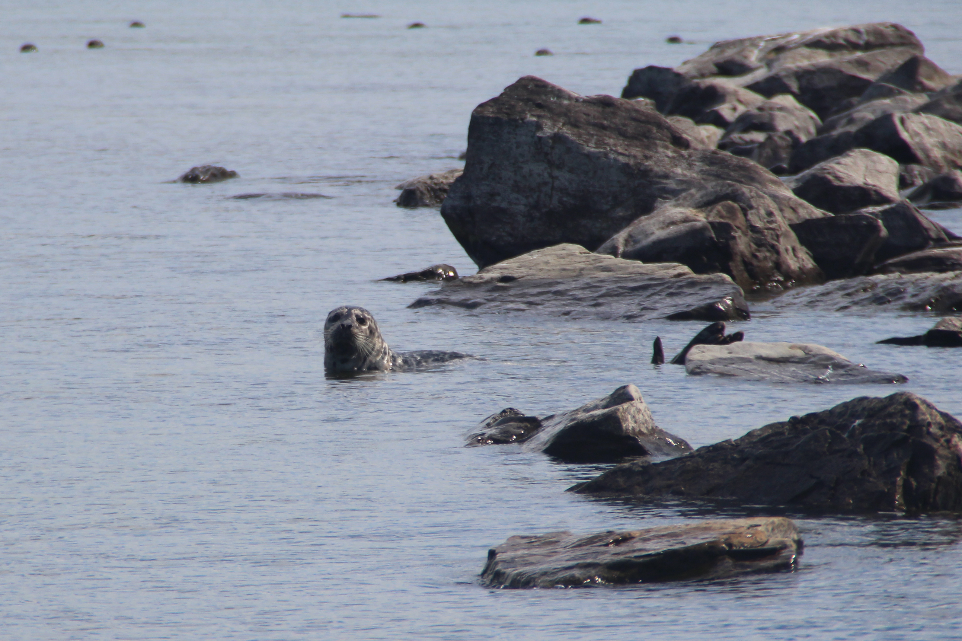 a seal in the water surrounded by rocks