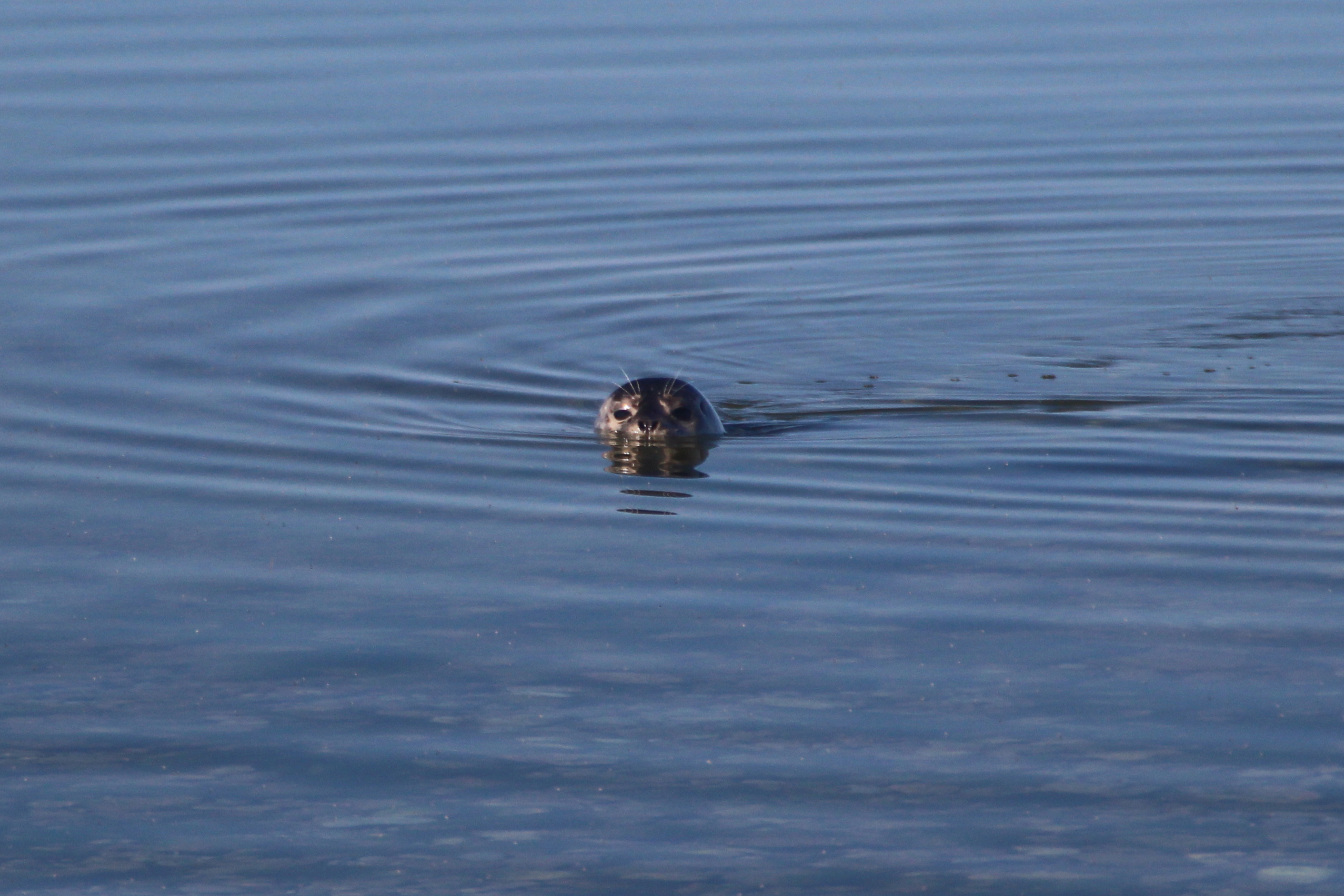 a seal's head pokes up above water