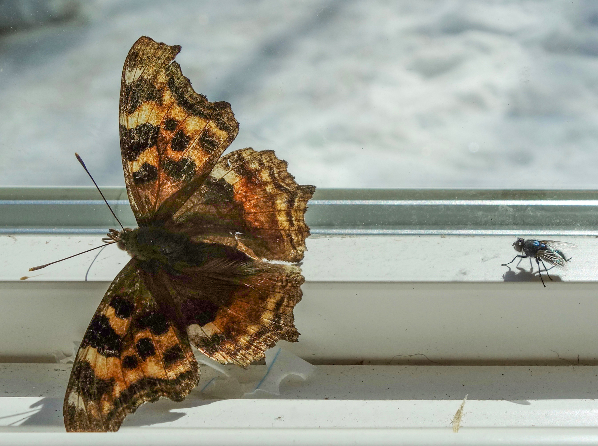 A mottled brown, yellow and orange butterfly sits on a windowsill. A house fly joins it to the right side of the photograph.