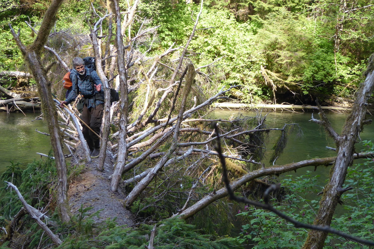 A man winds his way through tree branches sticking up from a large spruce tree fallen across a creek.