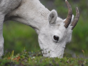 Dall's sheep ewe foraging in Peter's Creek in the Chugach Mountains (Photo credit: Luke Metherell)
