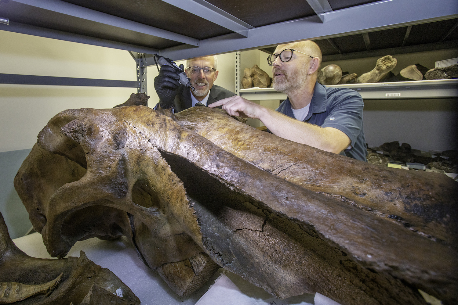 Two men lean over a brown mammoth skull on a shelf. One man holds a rotary tool in a gloved hand.