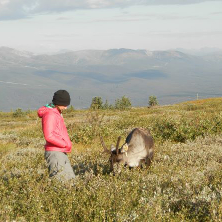 Photo of Kristin Denryter standing in in the Alaskan tundra with a tagged caribou as it grazes during the summer.