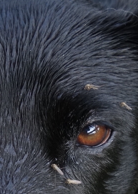 Mosquitoes rest on the fur of a black dog's face.