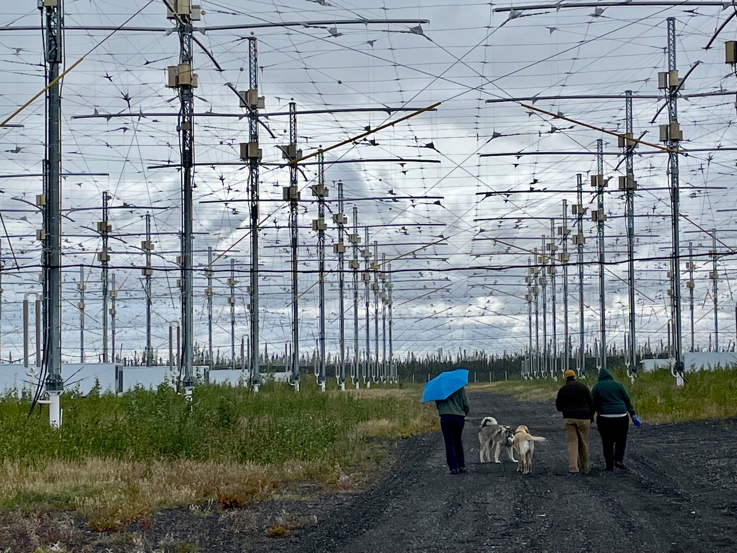 Several people walk with dogs on a gravel road between wire antennae suspended from metal poles.