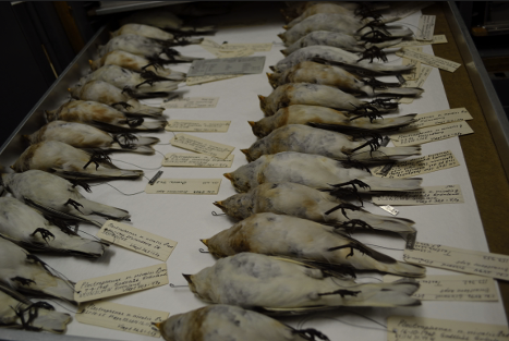 Specimens of snow buntings (Plectrophenax nivalis) from Greenland.