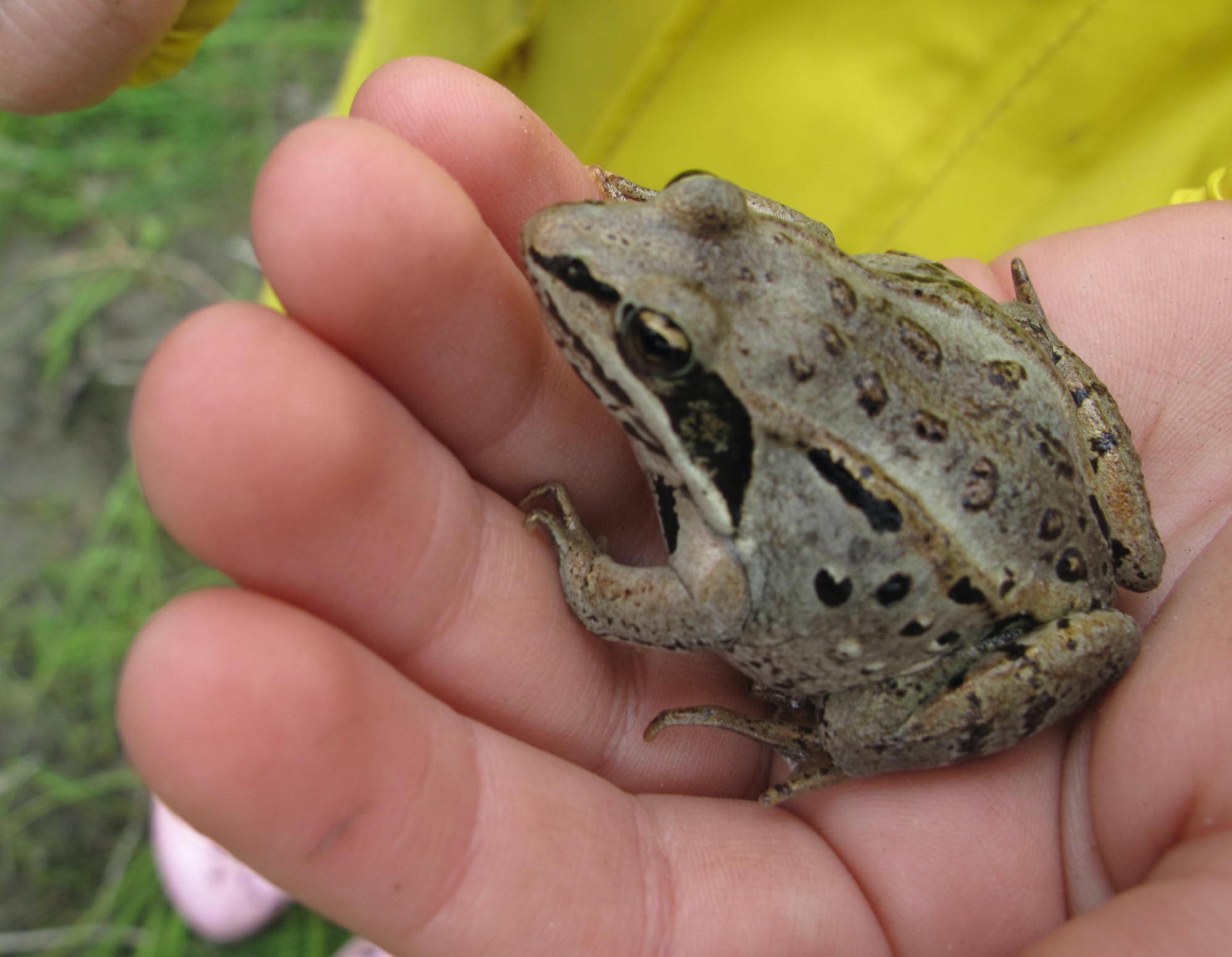 A frog sits in a child's hand.