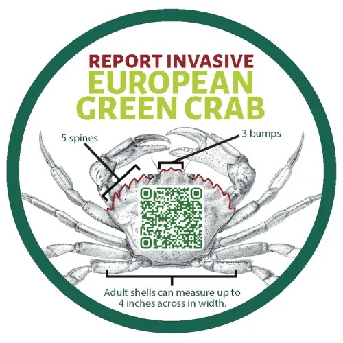 a graphic illustration of a crab labeled "report invasive European green crab" overlaid with a QR code