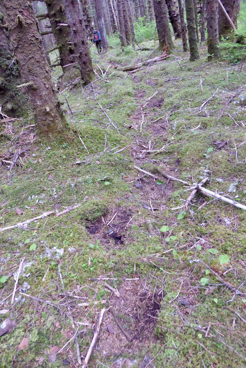 A bear trail in a forest features distinct brown foot depressions in the green moss. 