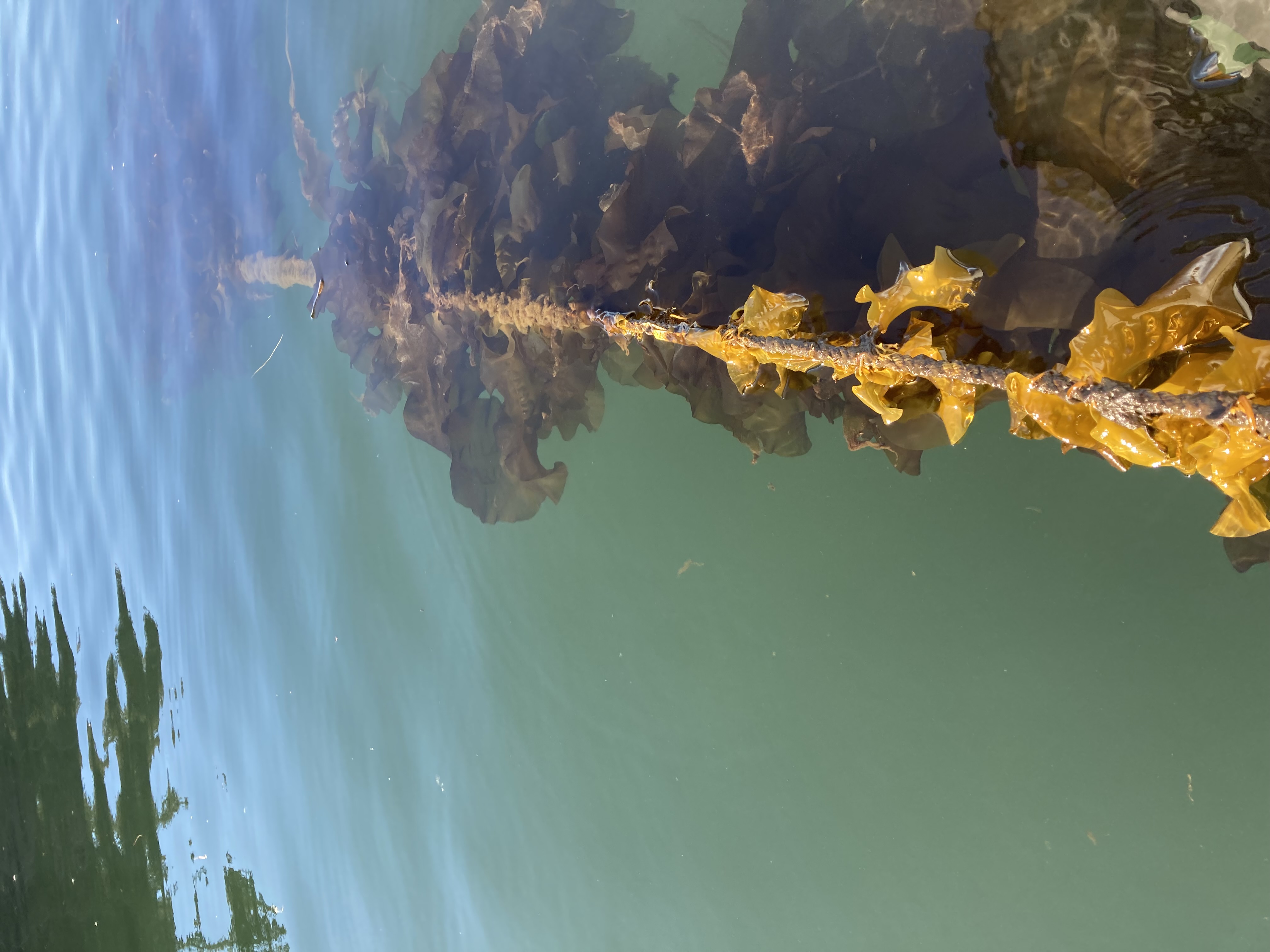 Sugar kelp from an experimental farm near Juneau