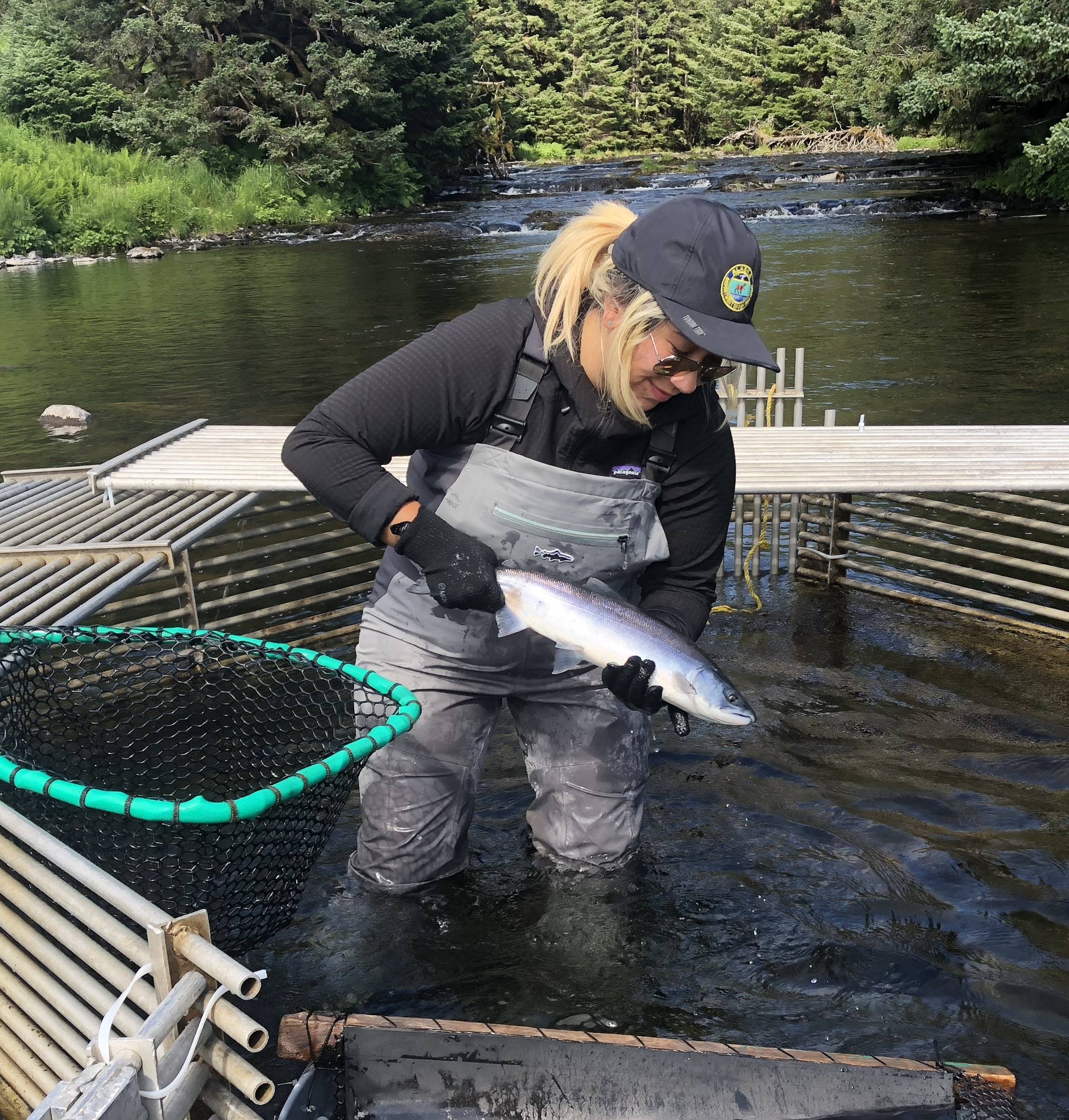 BLaST Scholar Michelle Quillin collecting juvenile Chinook salmon on the Chena River.