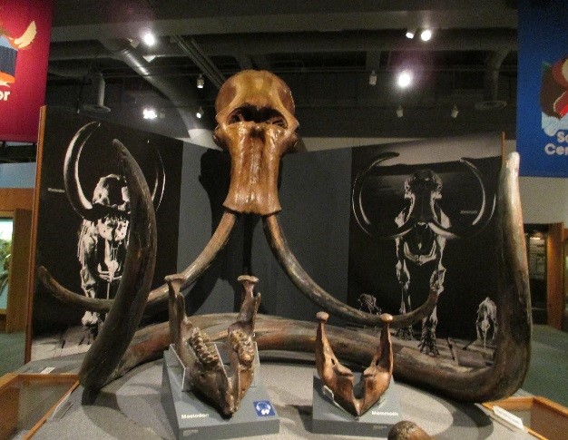 mammoth and mastodon fossils in a museum exhibit