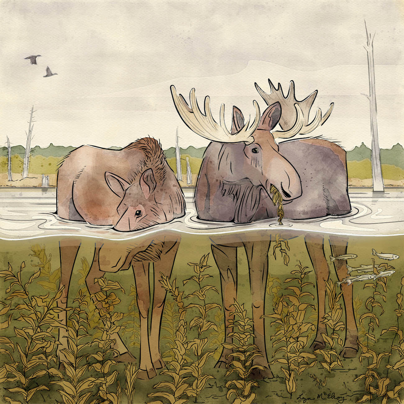 An ink and watercolor sketch shows a bull and cow moose standing in a pond with weeds growing underwater.