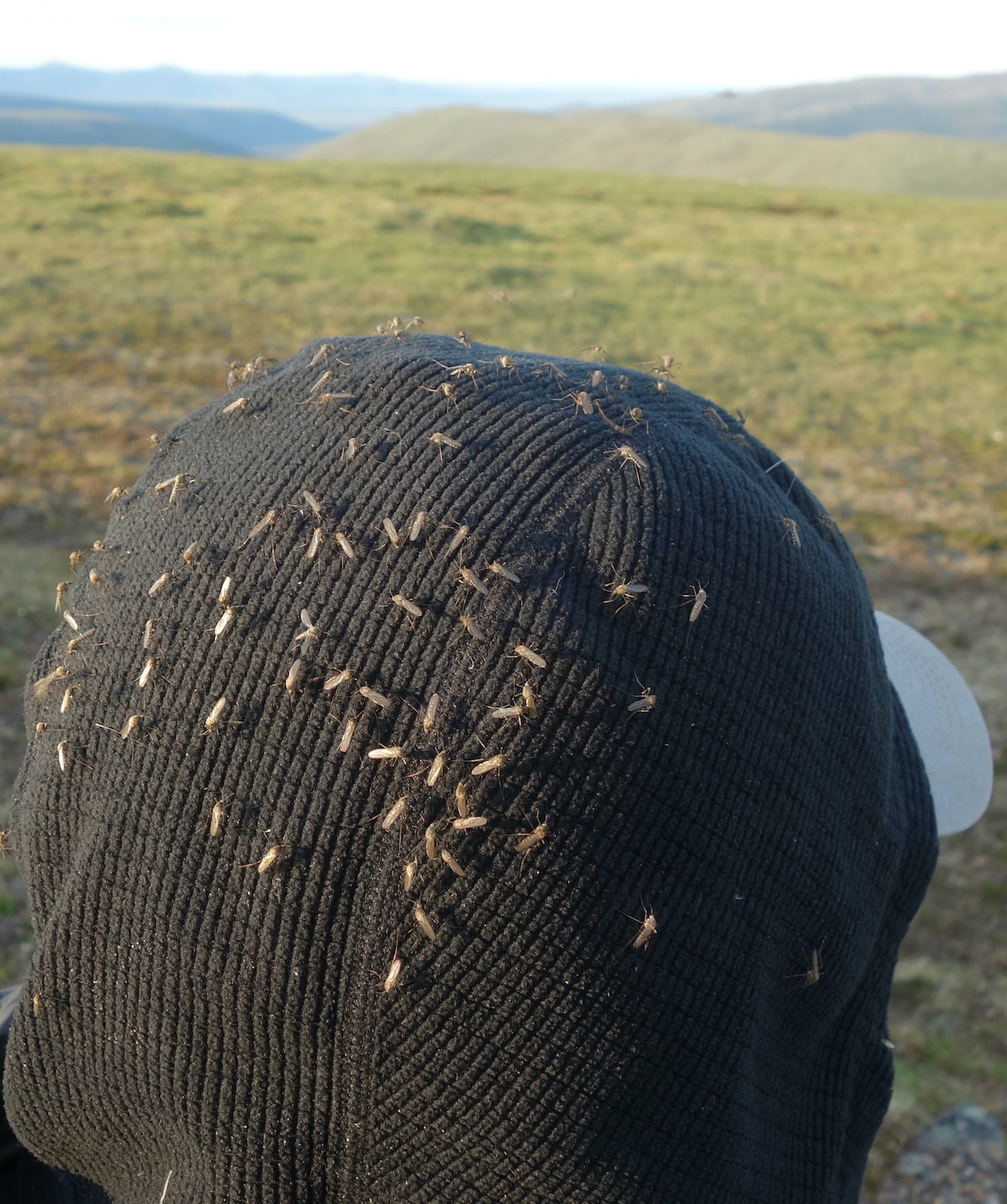 Mosquitoes rest on a fabric hood, viewed from the back of a person's head. A landscape of rolling tundra is in the background. 