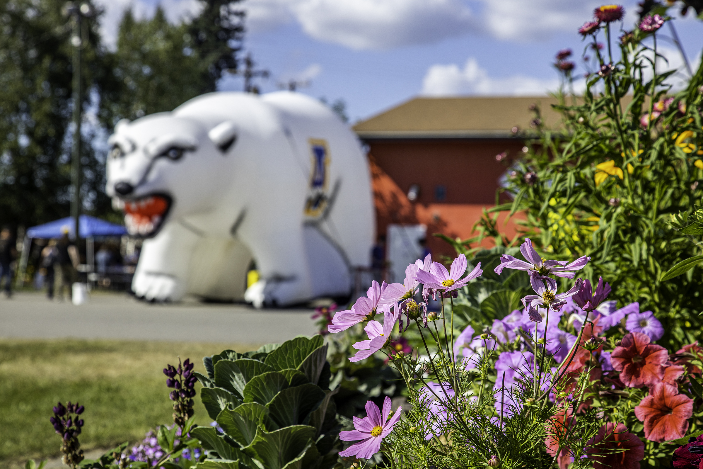 flowers in the foreground with an inflatable polar bear with an Alaska Nanooks logo in soft focus in the background