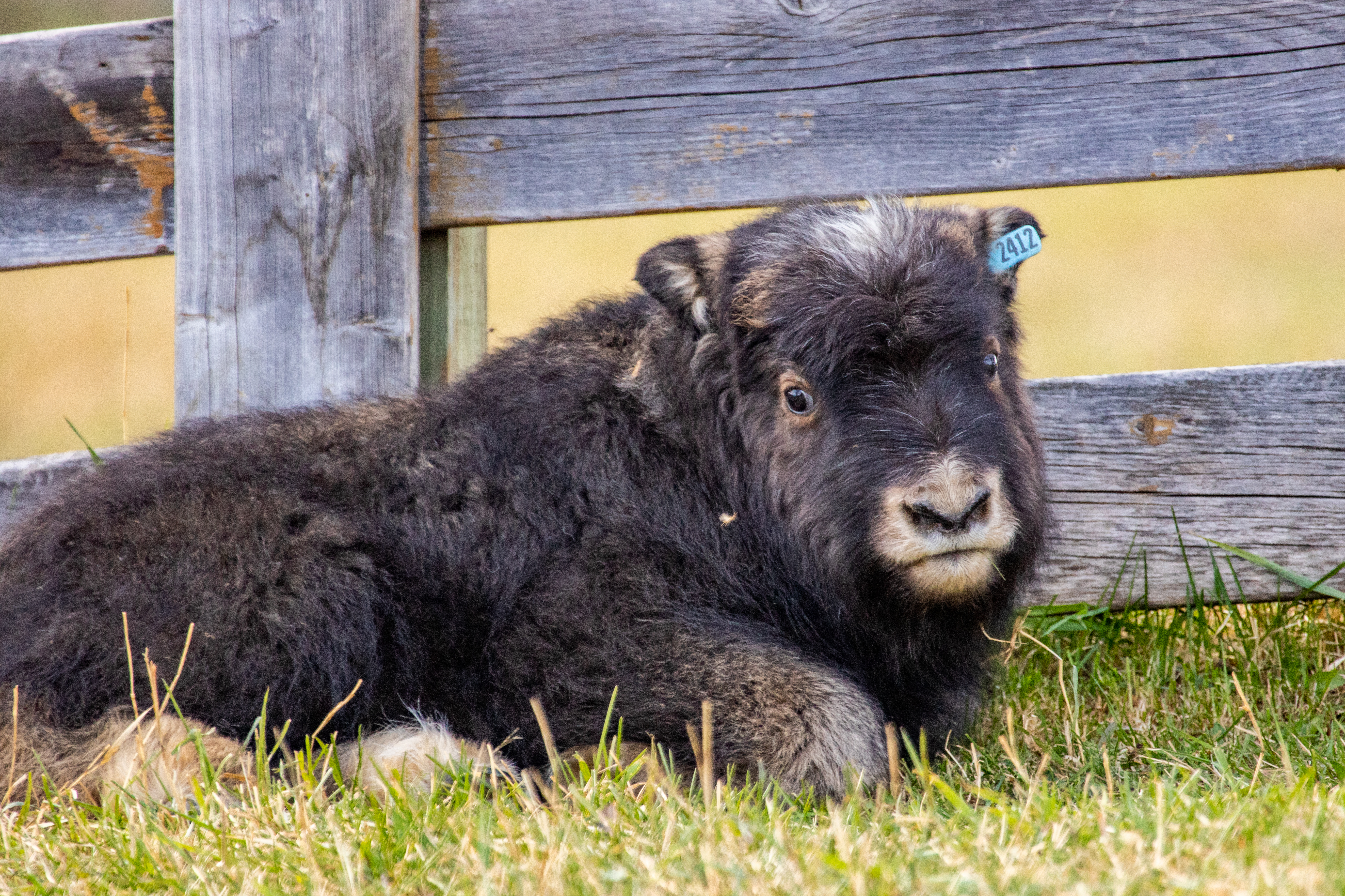 a musk ox calf lying down looking at the camera