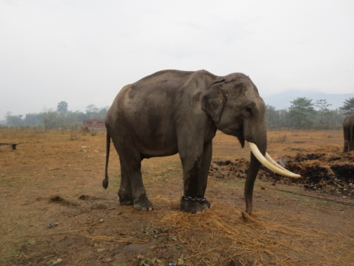 An elephant eats in an open area.