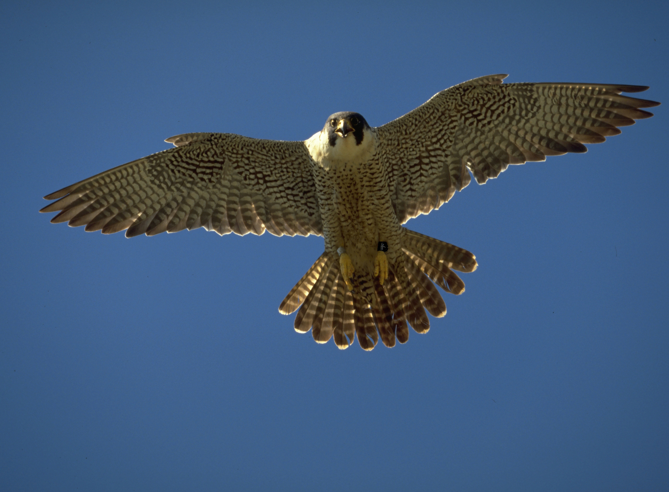 An adult peregrine falcon in flight shot from below against a blue sky.