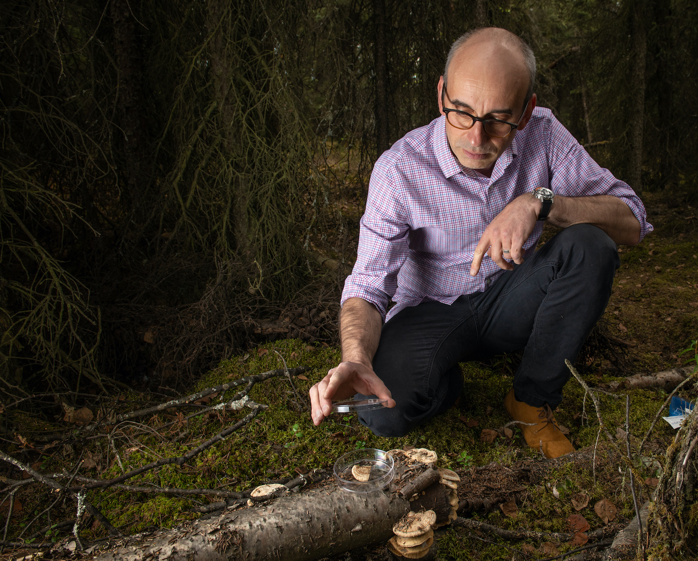 In a forest, a man sets a lid on a clear dish containing a sample of fungus. The dish sits on a birch log, from which similar fungi sprout. The log lies on the mossy forest floor.