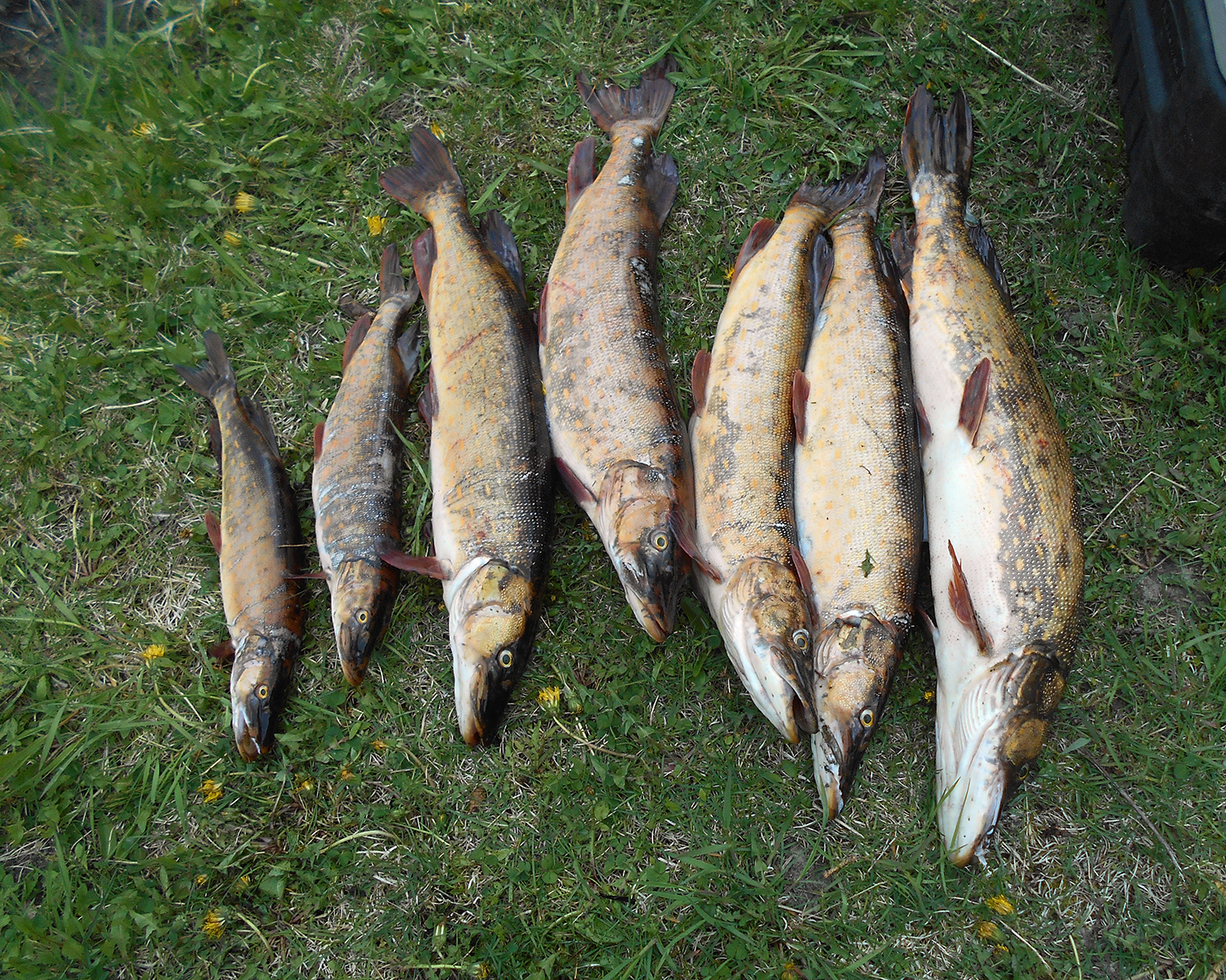 Invasive northern pike are displayed after being caught in Vogel Lake on the Kenai Peninsula. 