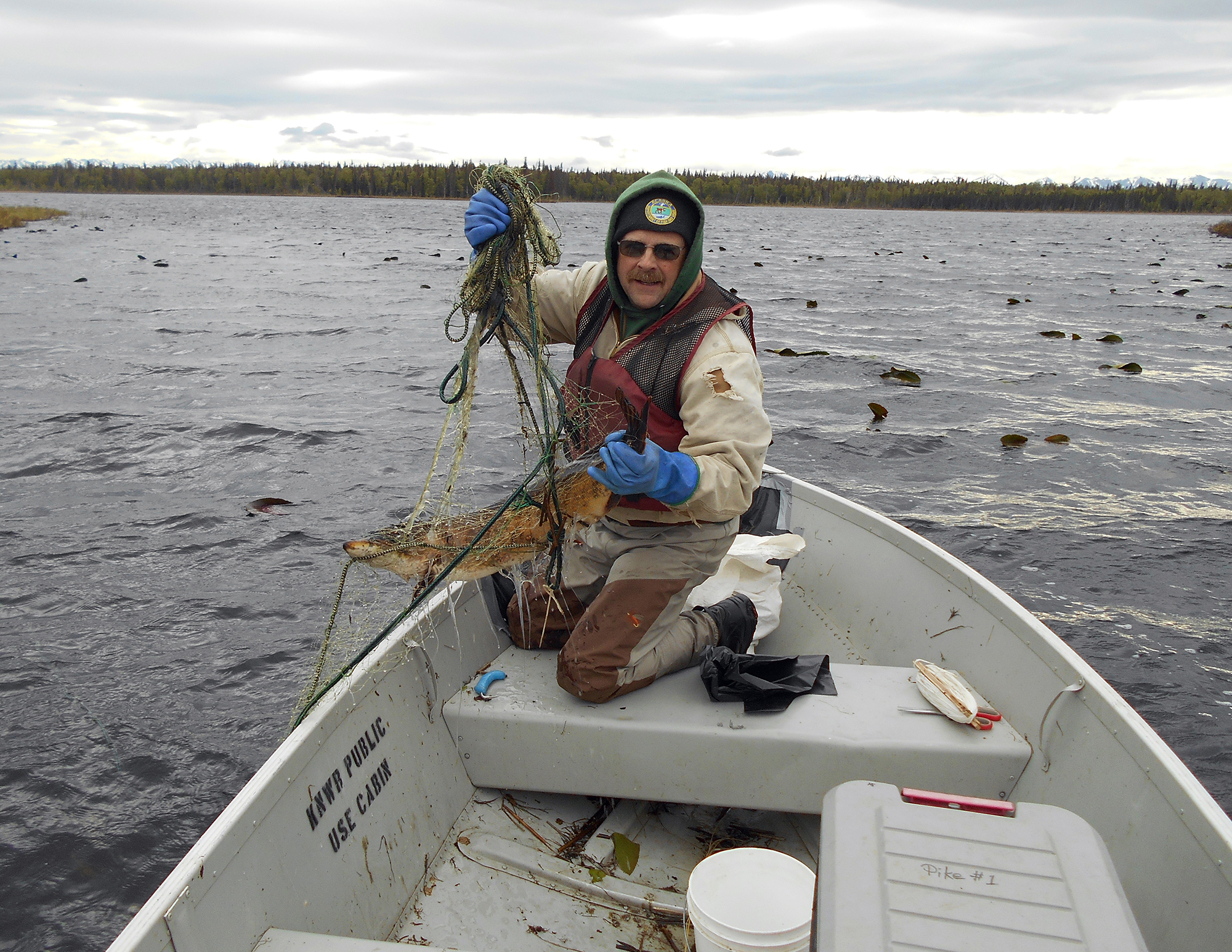 Alaska Department of Fish and Game technician Jerry Strait catches a northern pike in Vogel Lake in 2019.