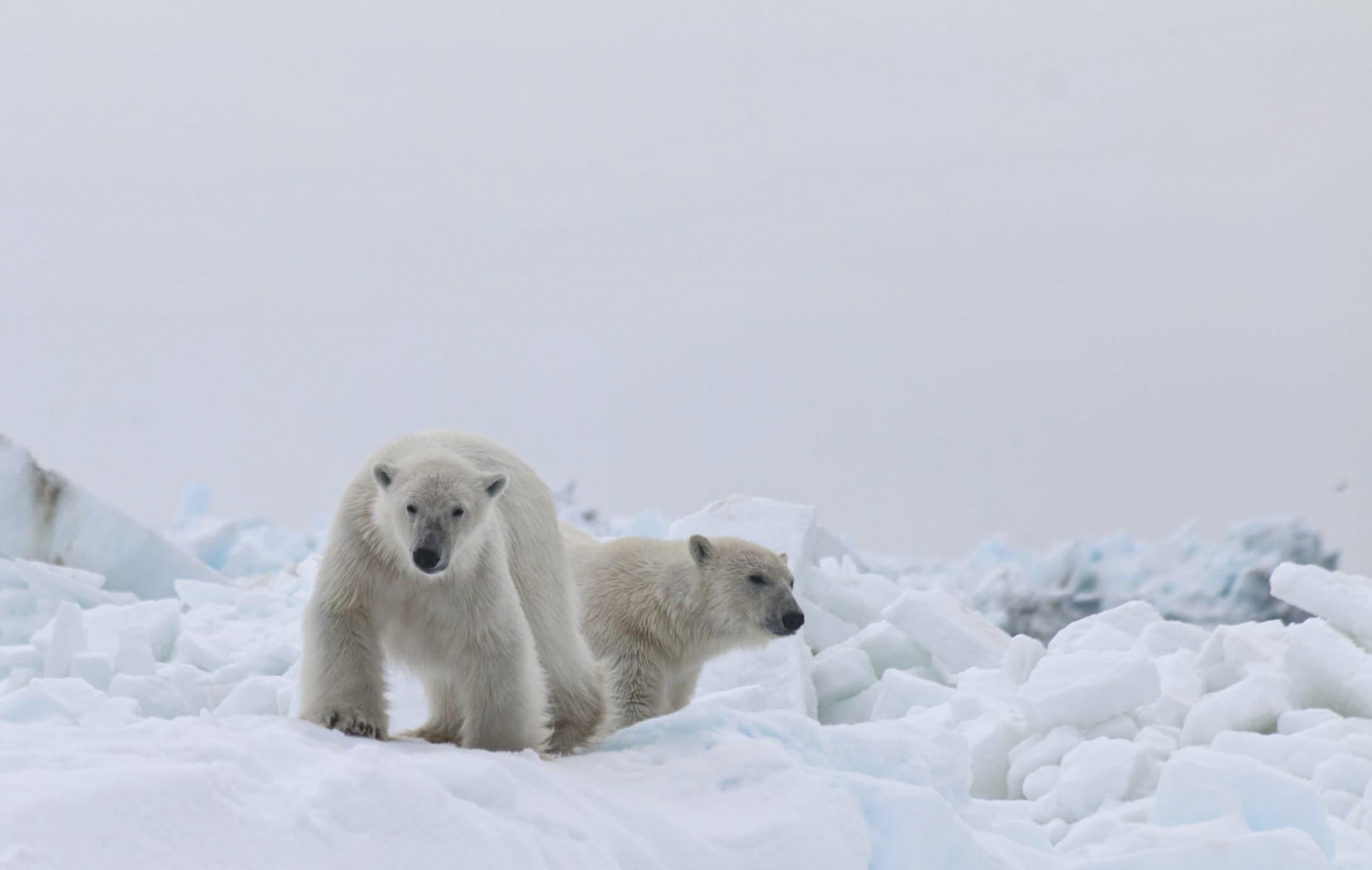 Two polar bears walk in jumbled ice and snow.