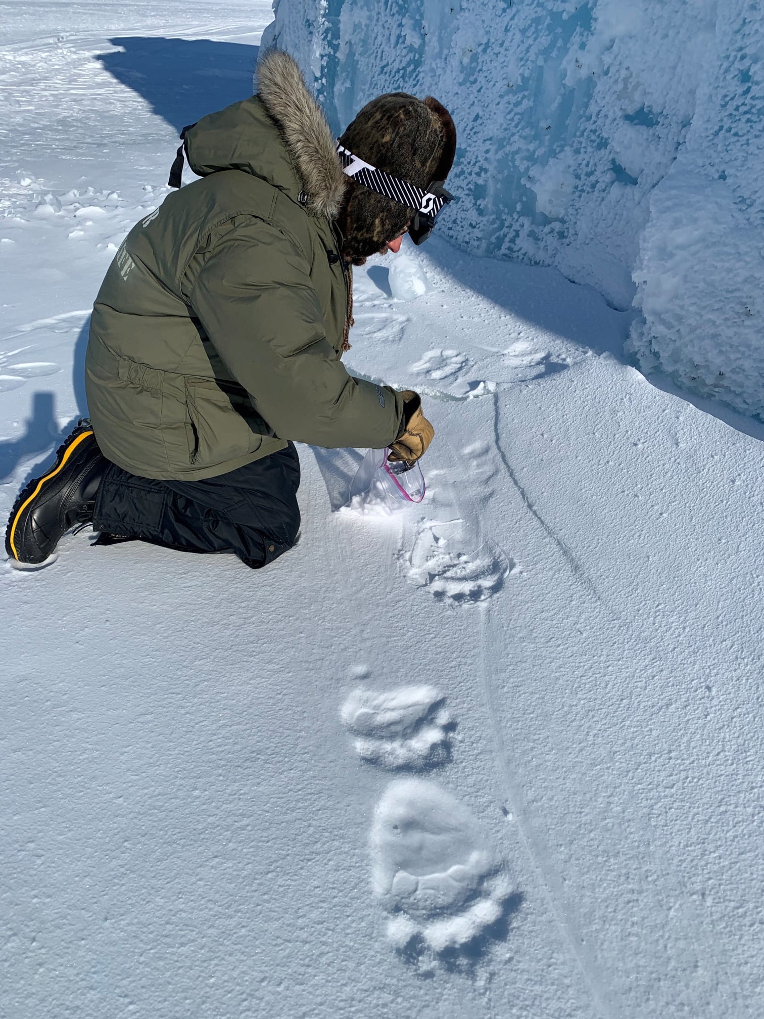 On a sunny day, a man in a winter parka and fur hat kneels in the snow next to polar bear tracks while placing snow scraped from one track into a plastic bag.