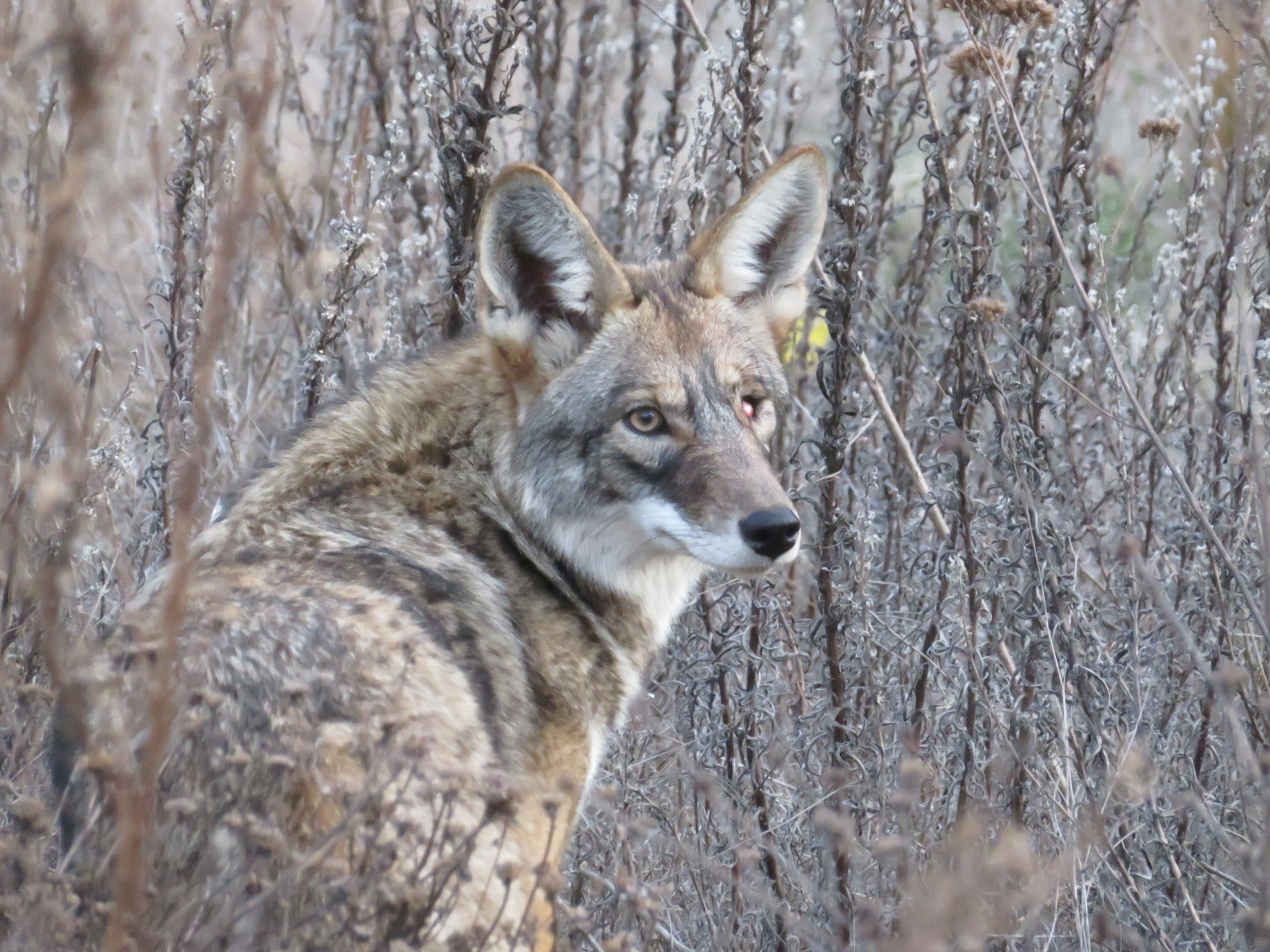 a close-up of coyote sitting in brush that matches the greys and browns of its fur