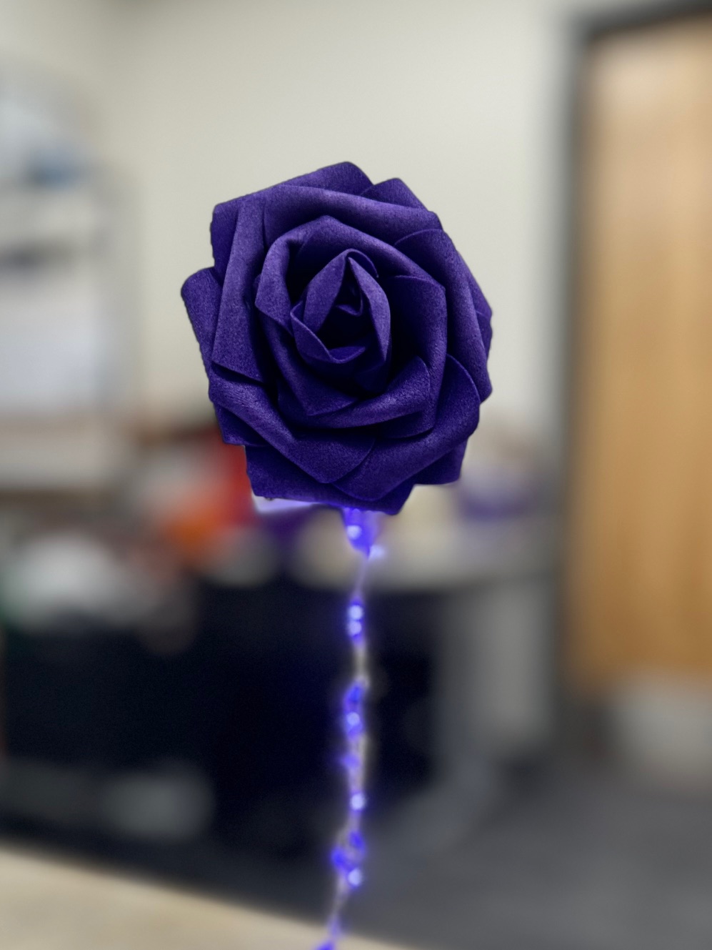 Purple rose bloom light