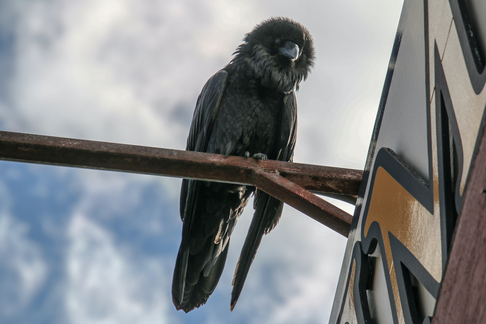 A raven sits on a metal brace above a sign, looking down at the photographer with a partly cloudy sky in the background.