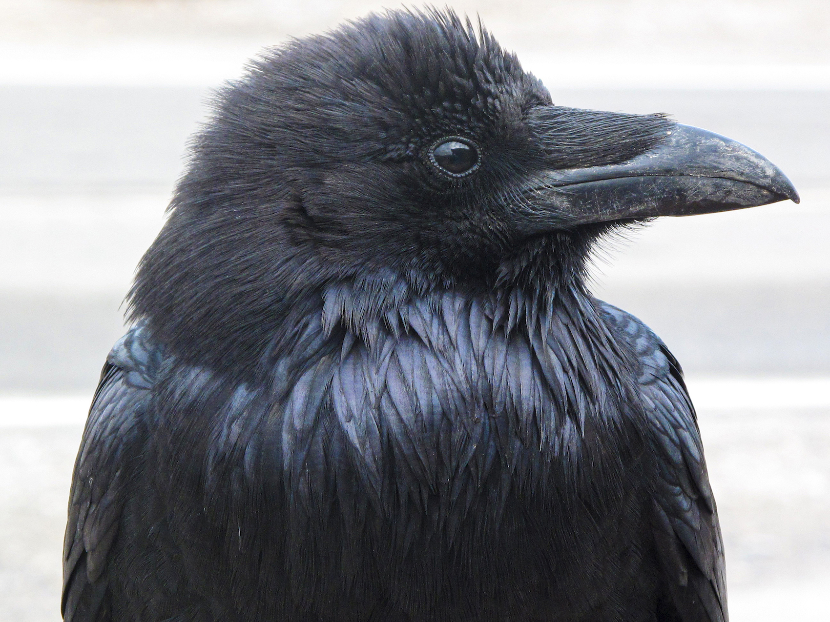 A close-up photo of a raven reveals scrape marks on its beak and iridescence on its upper-chest feathers.