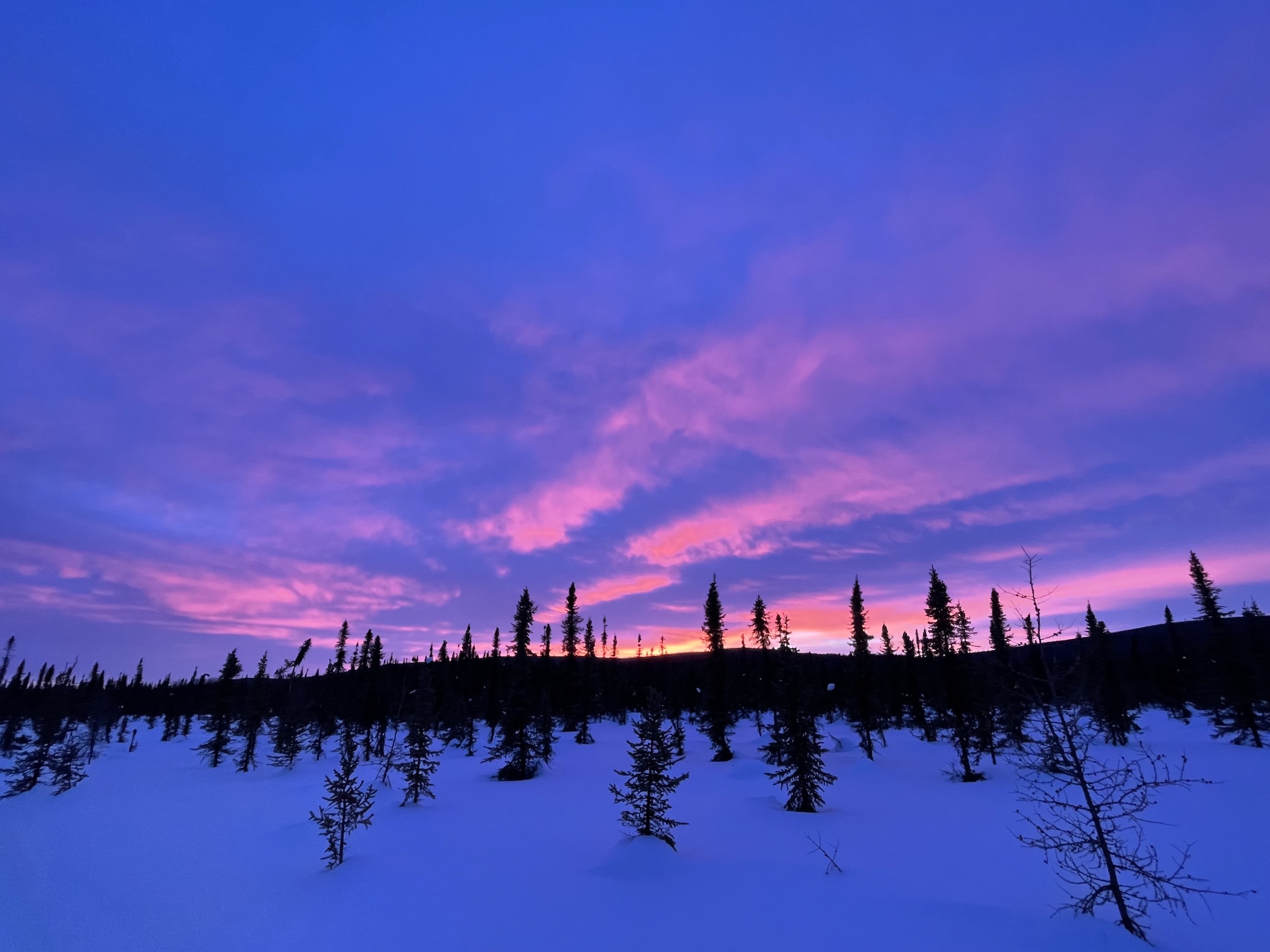 A sunset turns the undersides of clouds pink above a snowy hillside covered with small, widely spaced black spruce and tamarack trees.