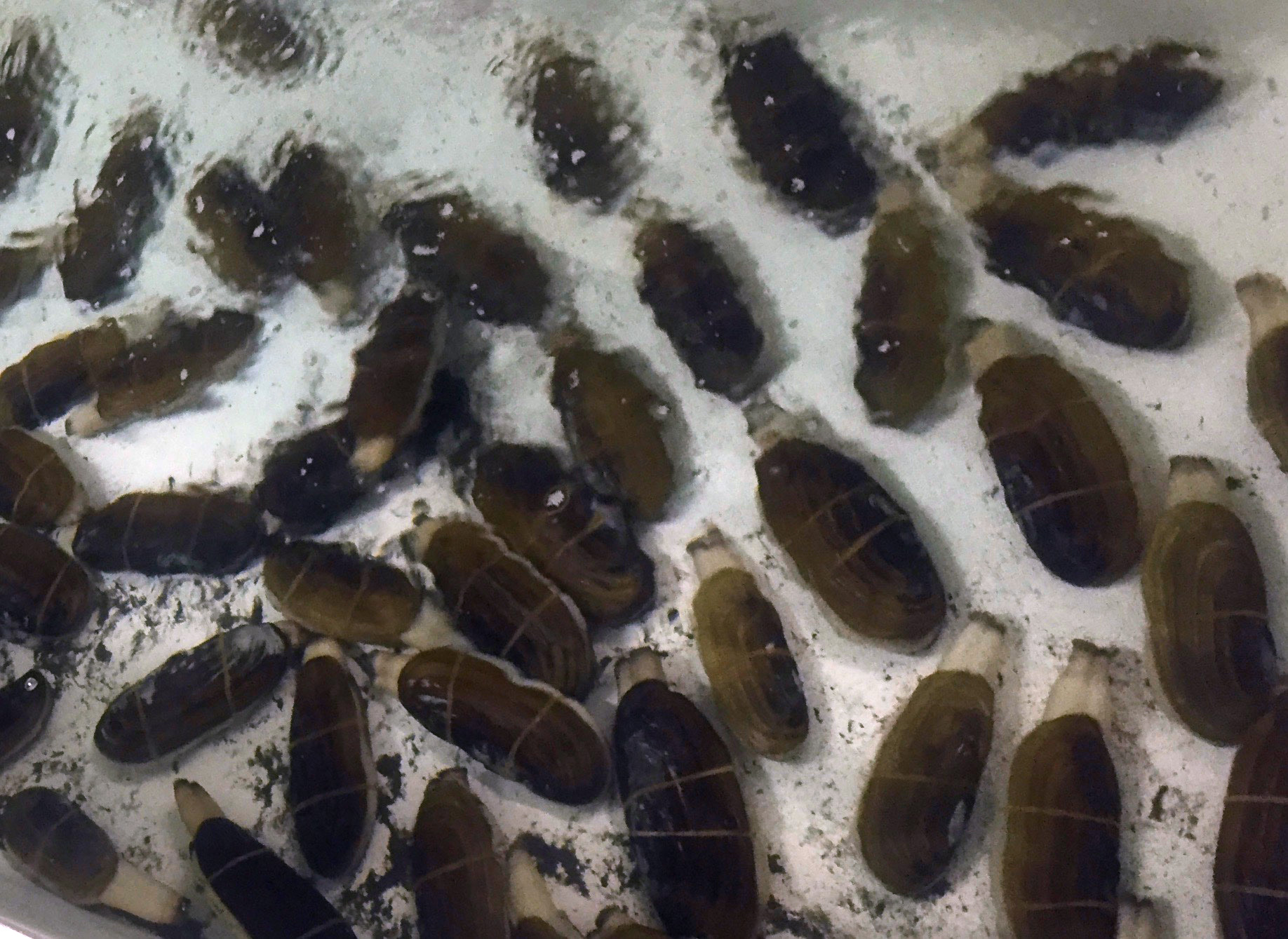 Adult Pacific razor clams are held under hatchery conditions at the Alutiiq Pride Marine Institute in Seward, Alaska.