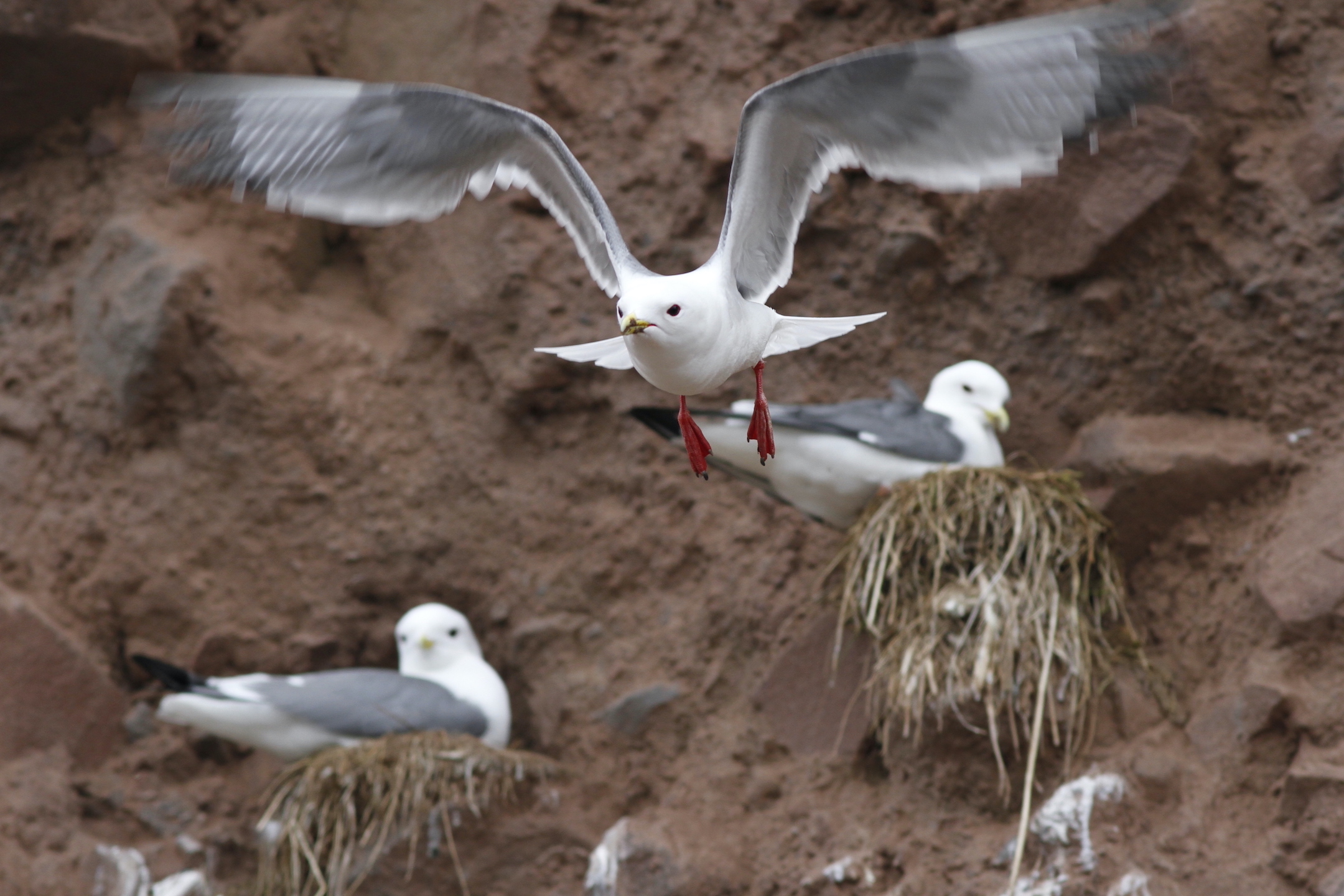 A white bird with a yellow beak and bright red legs flies in front of a brown cliff made of rock and soil. Two similar birds sit on grassy nests built on the cliff.