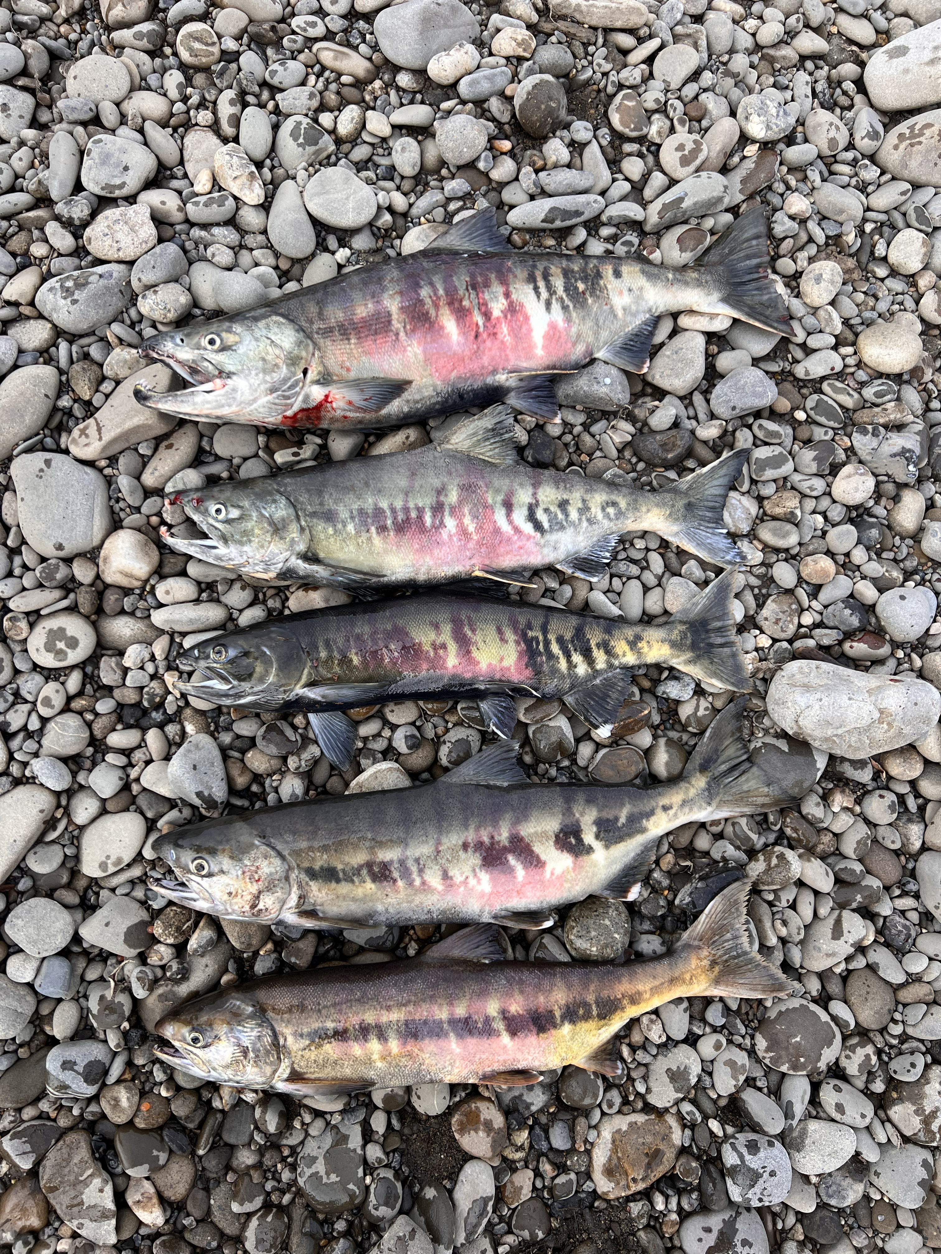 Two male (top) and three female chum salmon are lined up on the Anaktuvuk River bank after fully spawning. 