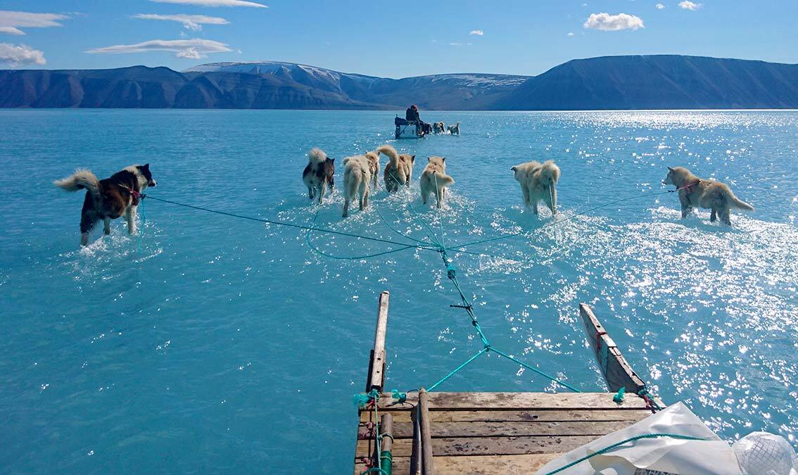 Sled dogs run through meltwater in northwestern Greenland. Photo by Steffen M. Olsen, Climate researcher at Danish Meteorological Institute. 