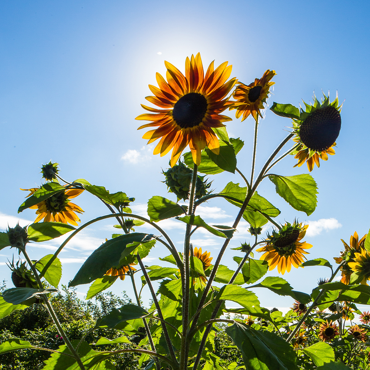 Sunflower plant backlit by sun
