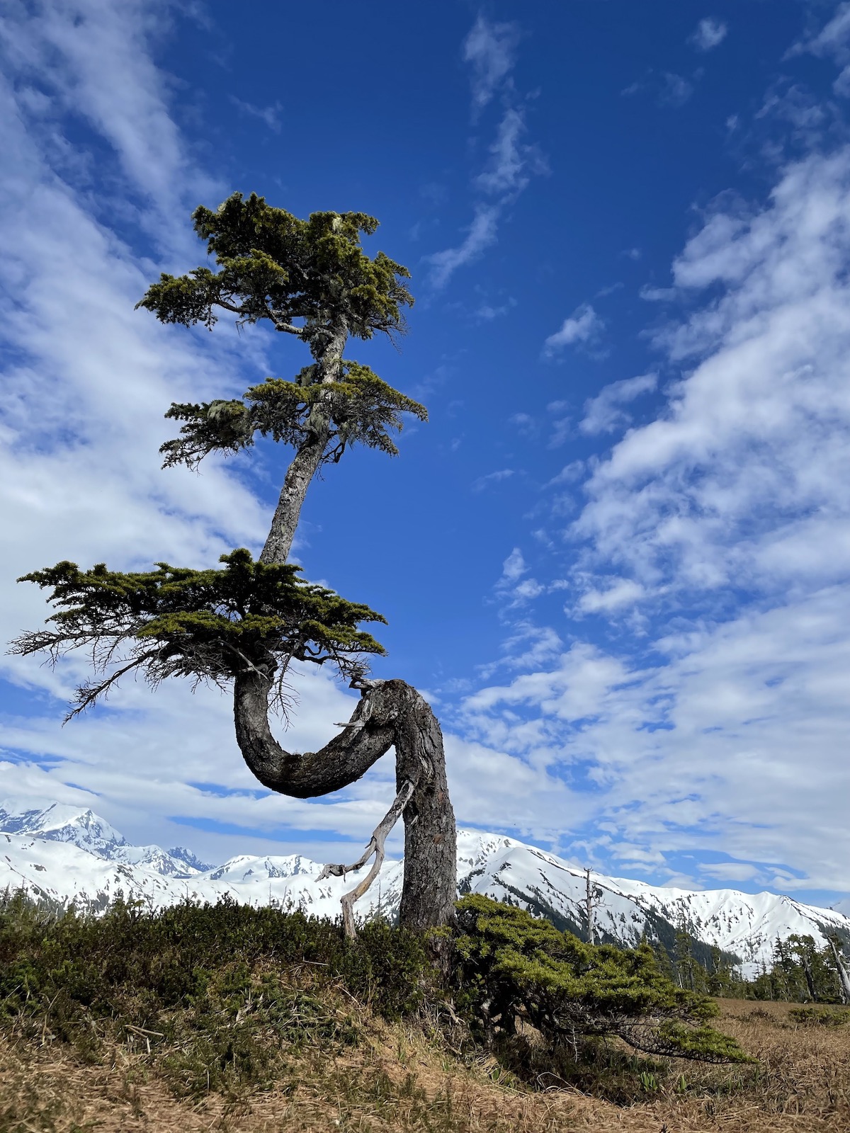 A twisted evergreen tree grows from a grassy field with mountains in the background.