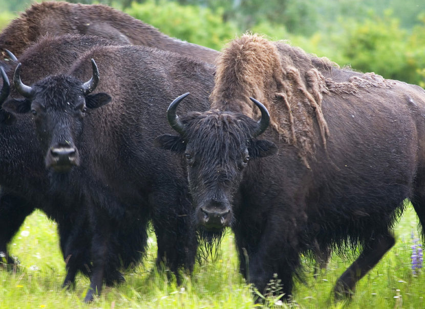 Several wood bison stand in a group