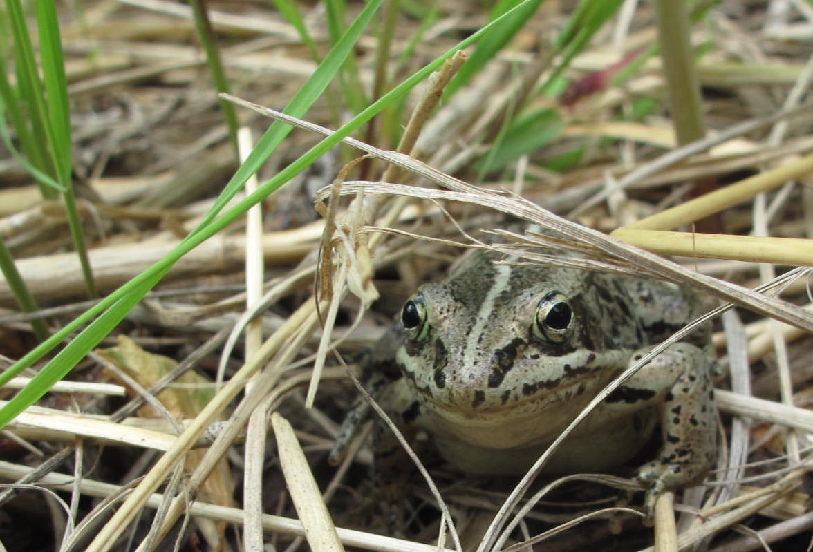 A frog sits in a tangle of sedges.