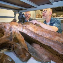 Photo of Mat(thew) Wooller, Ph.D., professor jointly appointed between the College of Fisheries and Ocean Sciences and the Institute of Northern Engineering, and the director of the Alaska Stable Isotope Facility at UAF examines a mammoth bone in a lab.
