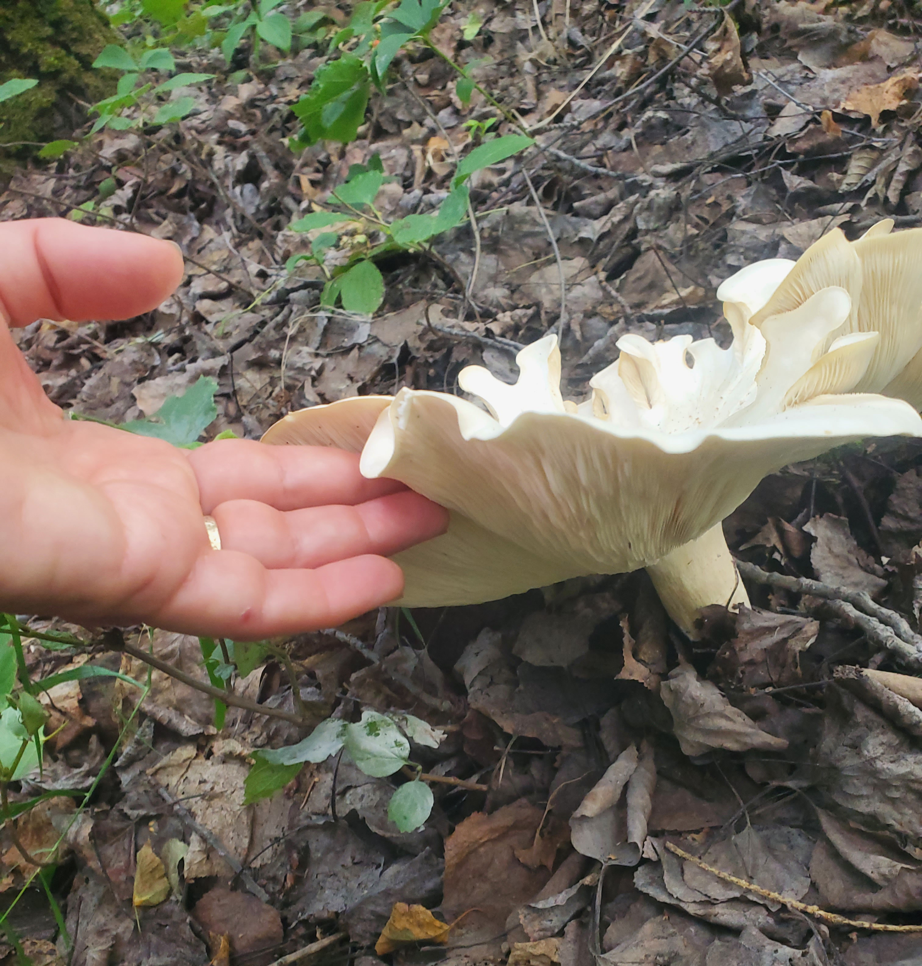 A person's hand gently touches the edge of a showy white mushroom on  ground covered with fallen brown leaves.