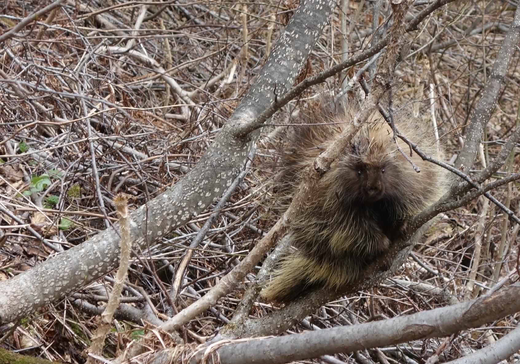 A porcupine sits among bare alder branches.