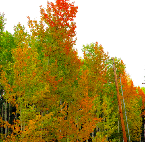 Colorful trees
